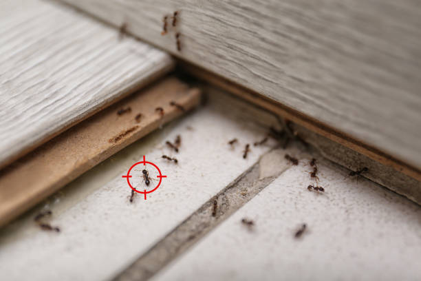 Best Insect Control  in North Lynnwood, WA