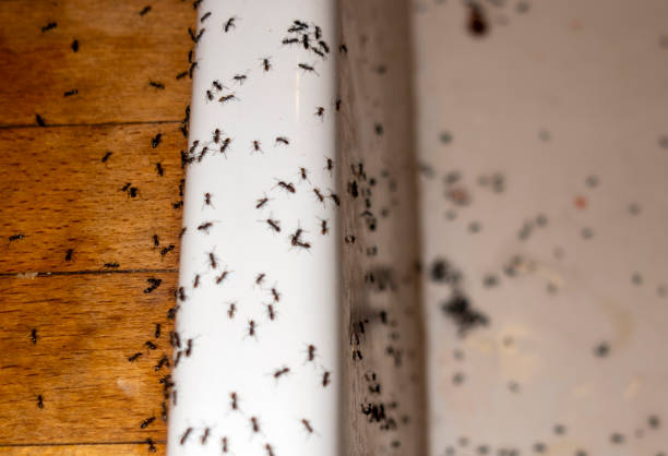 North Lynnwood, WA Pest Control Company