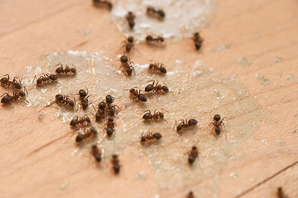Best Flea Control Services  in North Lynnwood, WA