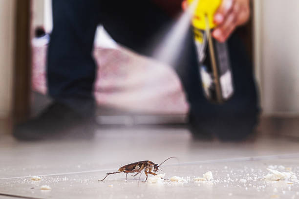 Best Affordable Pest Control Services  in North Lynnwood, WA