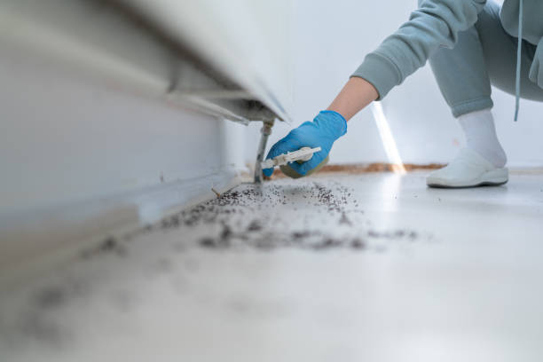 Best Ant Control Services  in North Lynnwood, WA